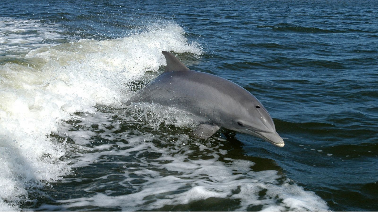 Check Out These Top Dolphin Tours Near Fort Myers Beach